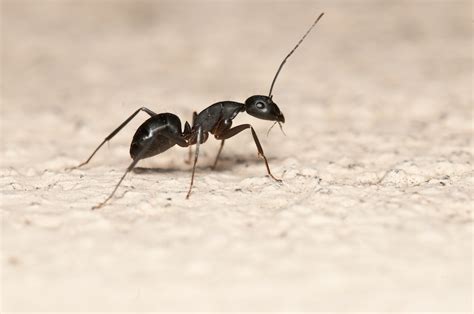小隻螞蟻